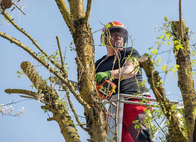 Tree Trimmers